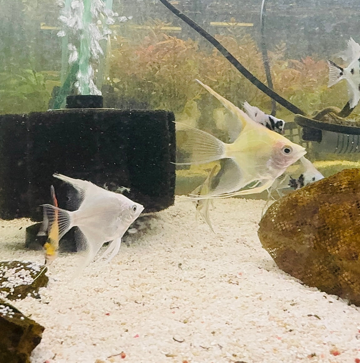 Flash Sale Angel Fish - Assorted Fancy 4cm Cute Size