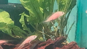 1 Baby Axolotl (6 Weeks Old) – Starter Pack Micro Aquatic Shop