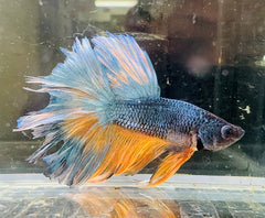 Betta Male - Prince A1