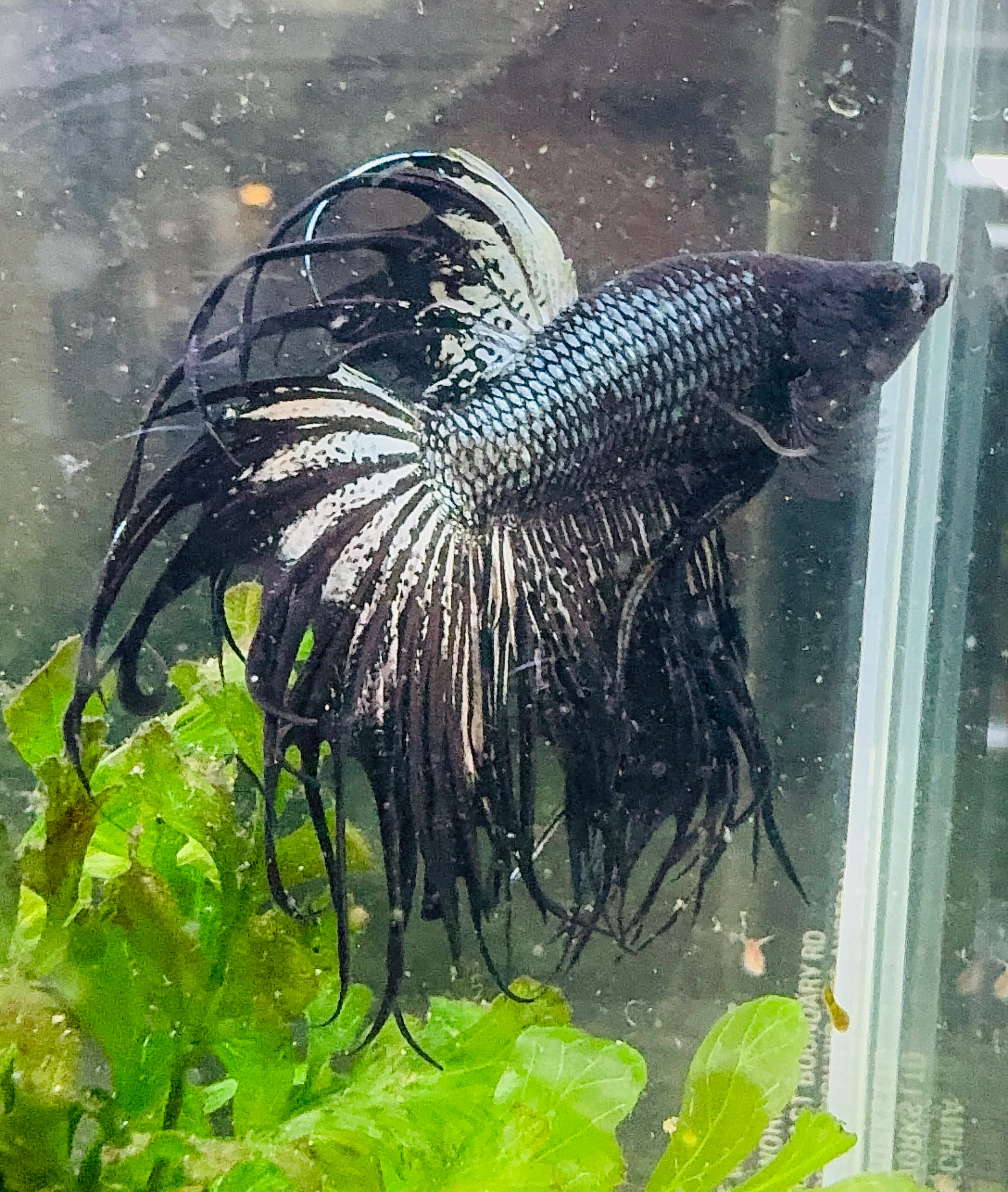 Betta Male - Black King Crown Show 6cm