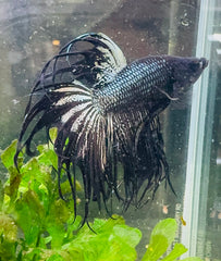 Betta Male - Black King Crown Show 6cm