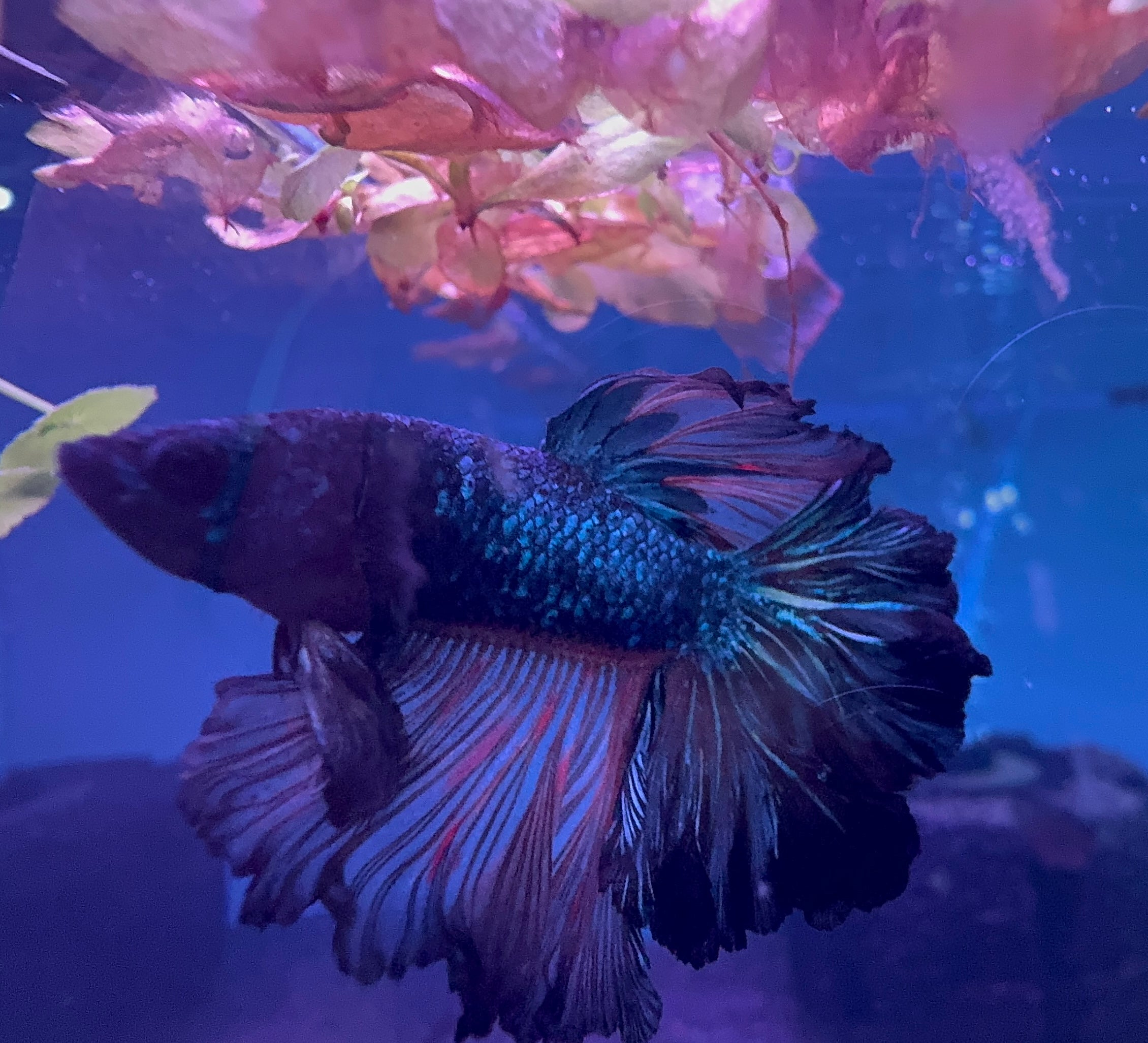 Betta Male - Dark Knight A3