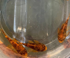 Calico Bristlenose Short Fin 4cm