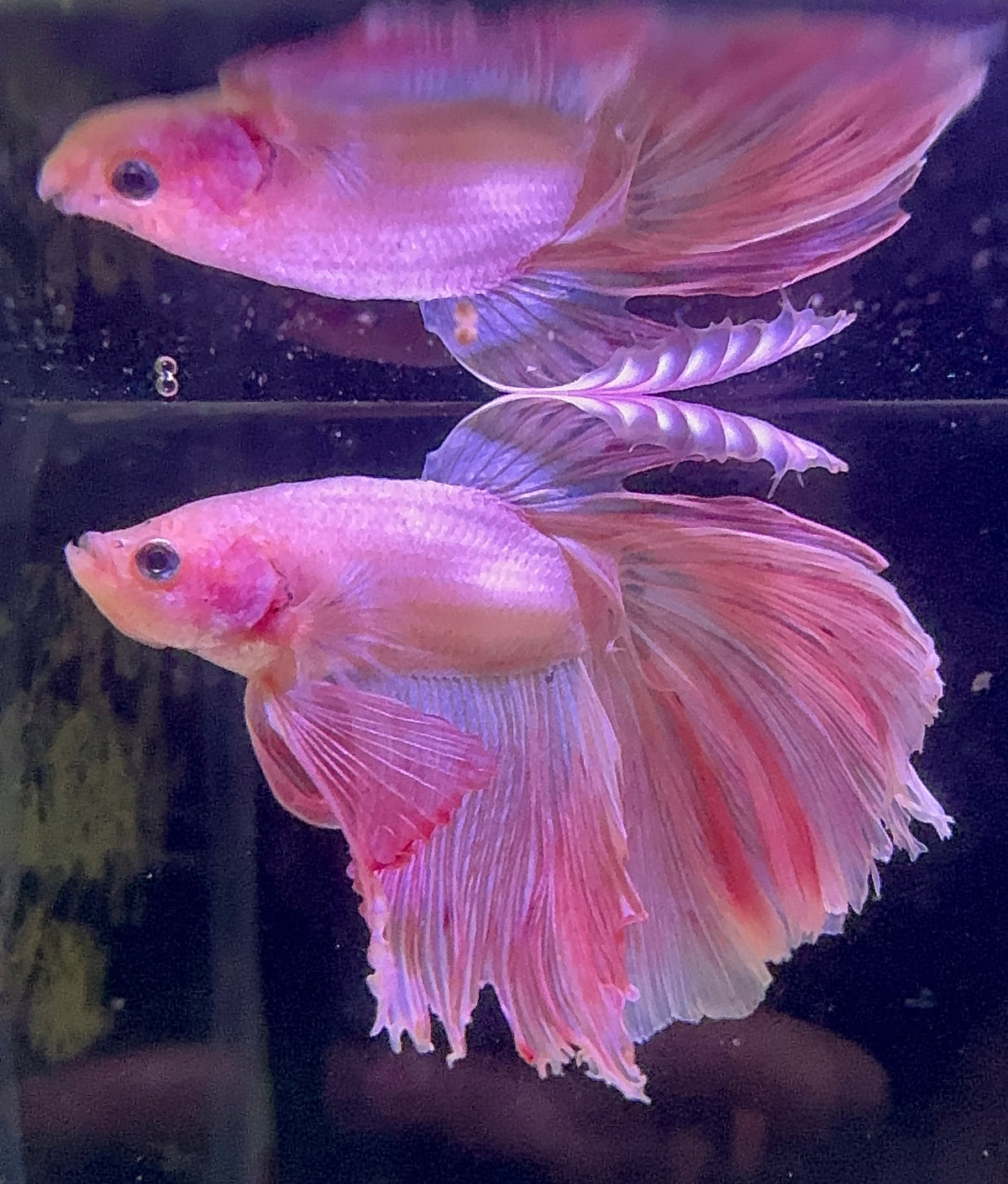 Betta Male - A Grade Prince 6cm Show