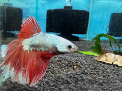 Betta Male - Random Color