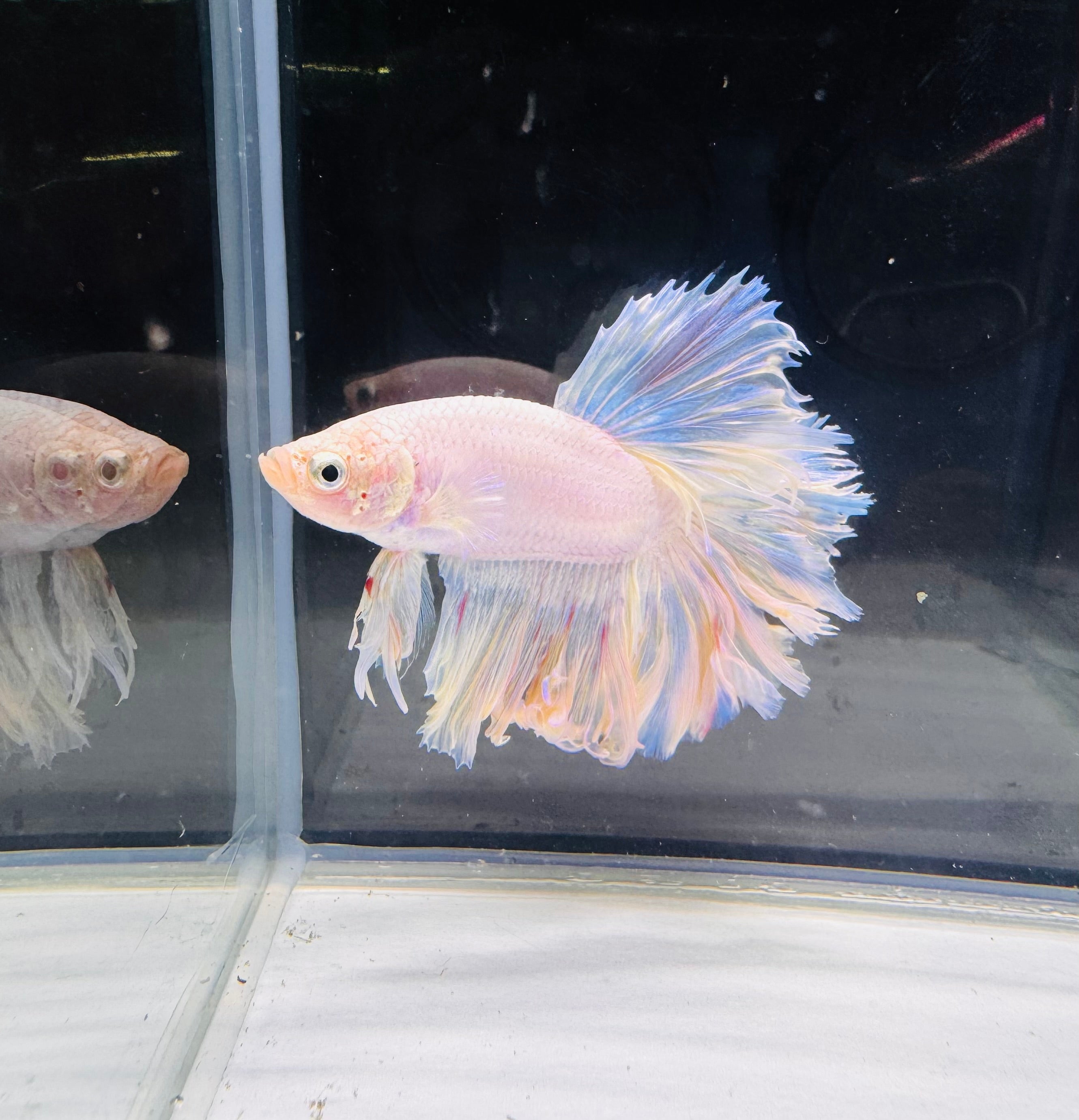 Betta Male - A Grade Half Moon Fairy Tales
