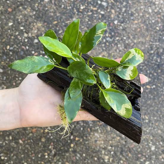 Assorted Anubias on Mini Driftwood