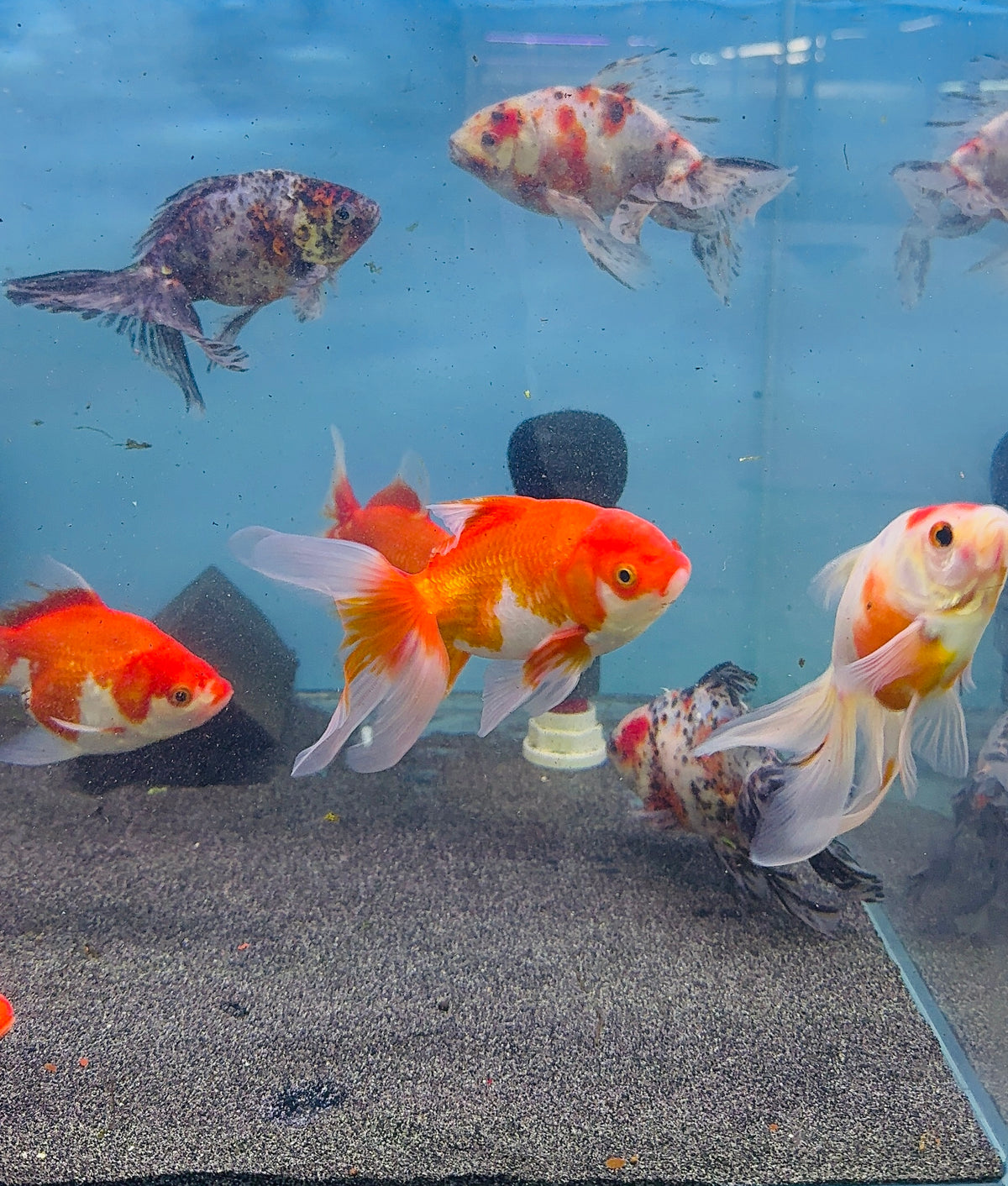 Gold Fish - Fantail 12-14cm