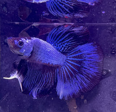 Blue Dragon Male Beta