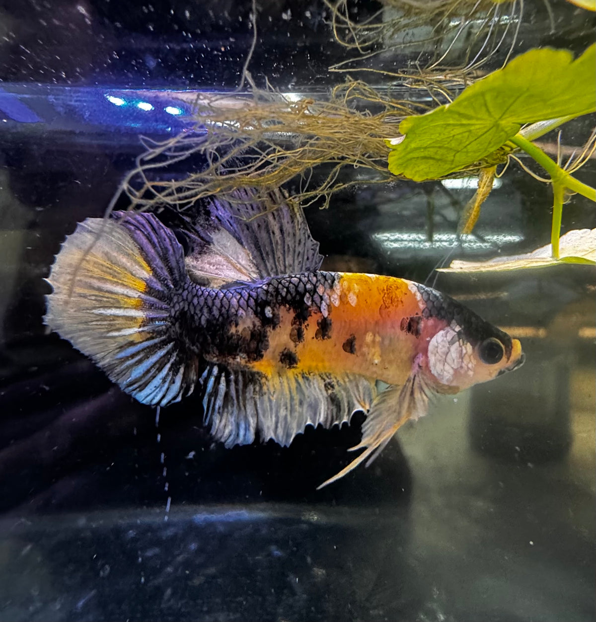 Tiger Cooper Male Betta A2