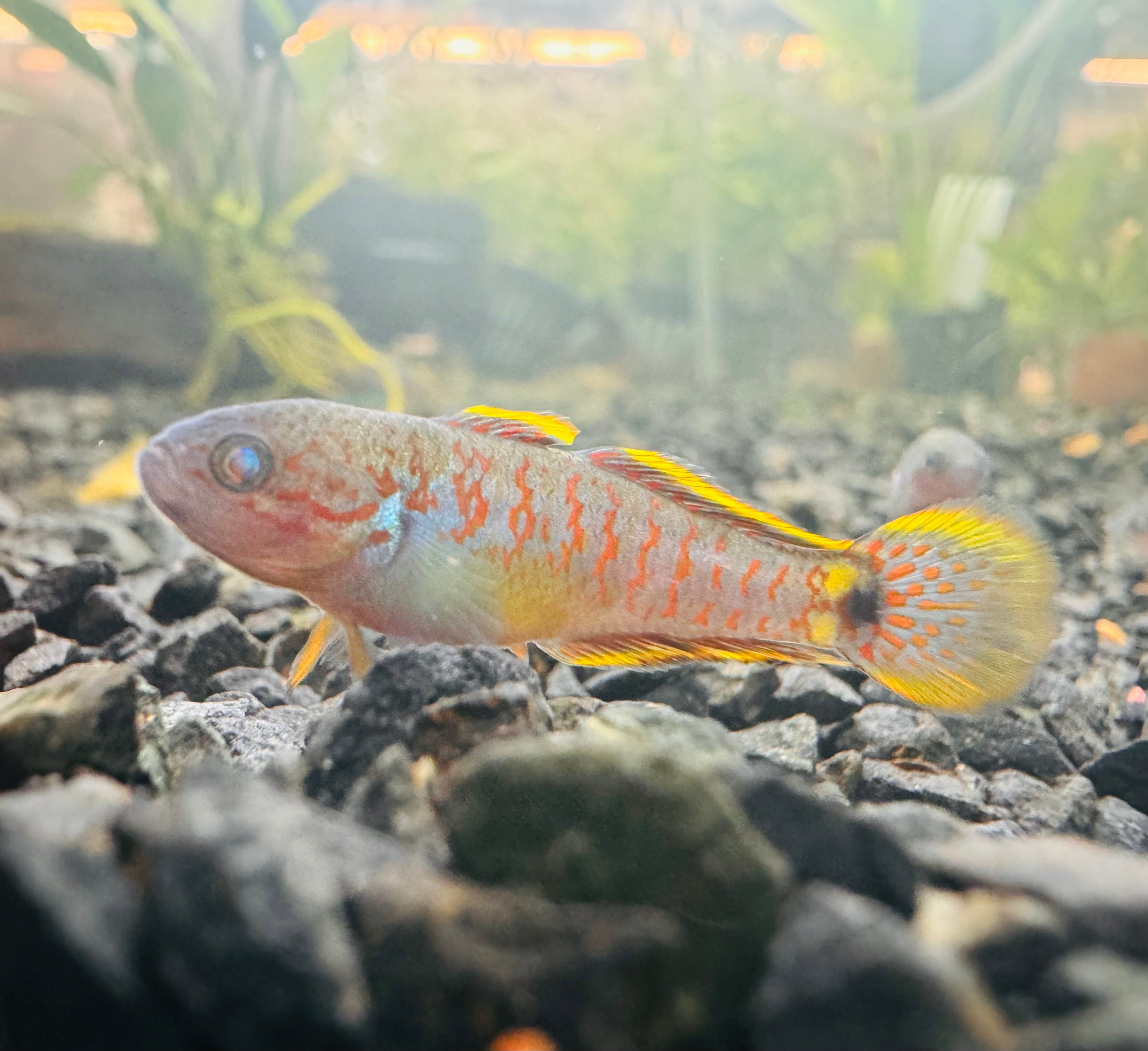 Peacock Gudgeon 3cm