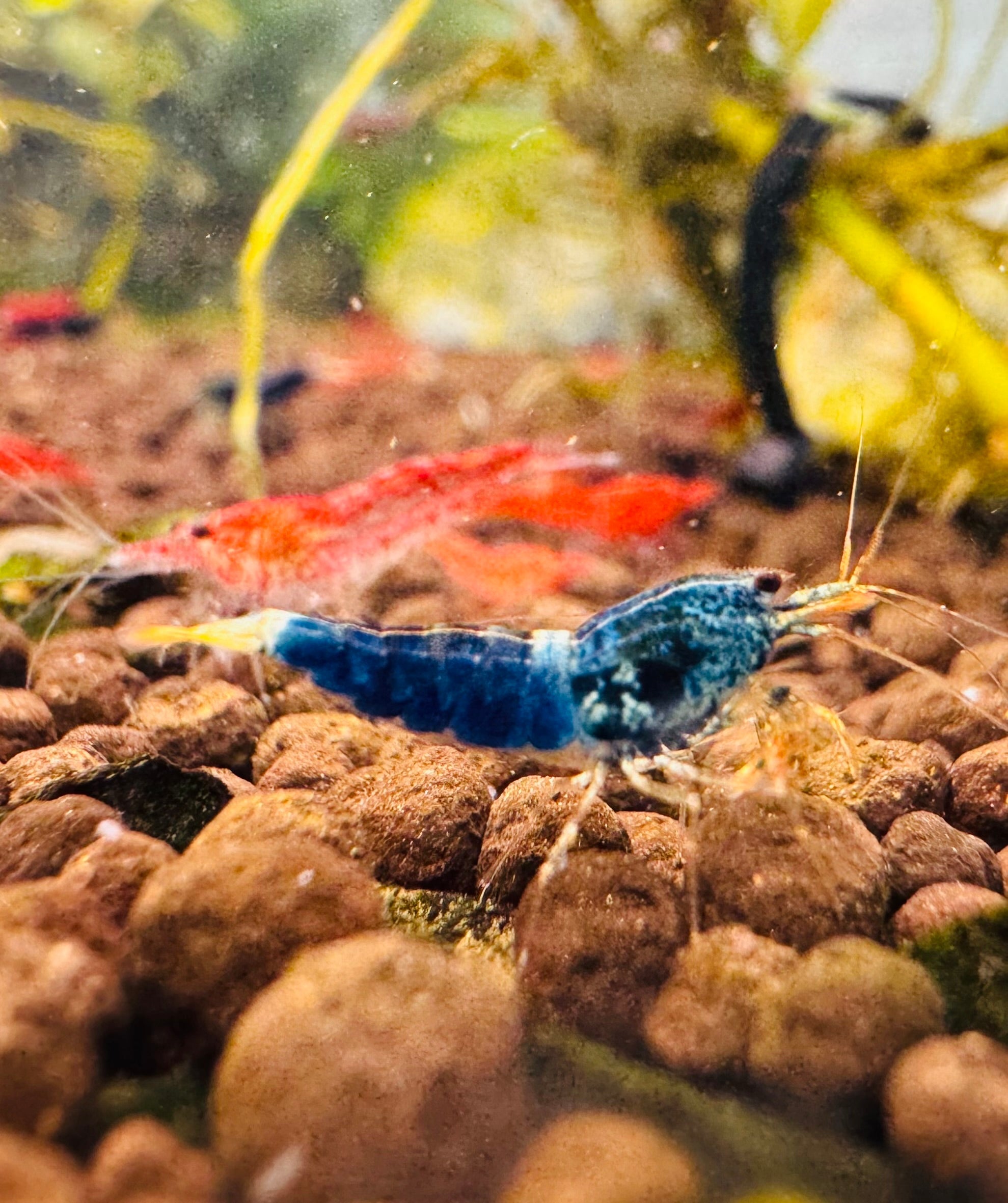 Caridina Shrimp - Ocean Blue 1cm Micro Aquatic Shop