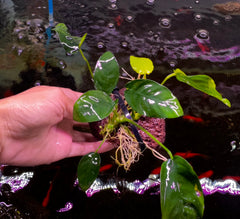 Anubias On The Rock