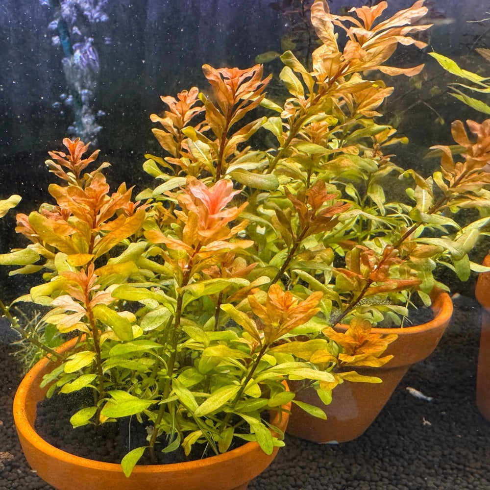 Ludwigia inclinata Micro Aquatic Shop