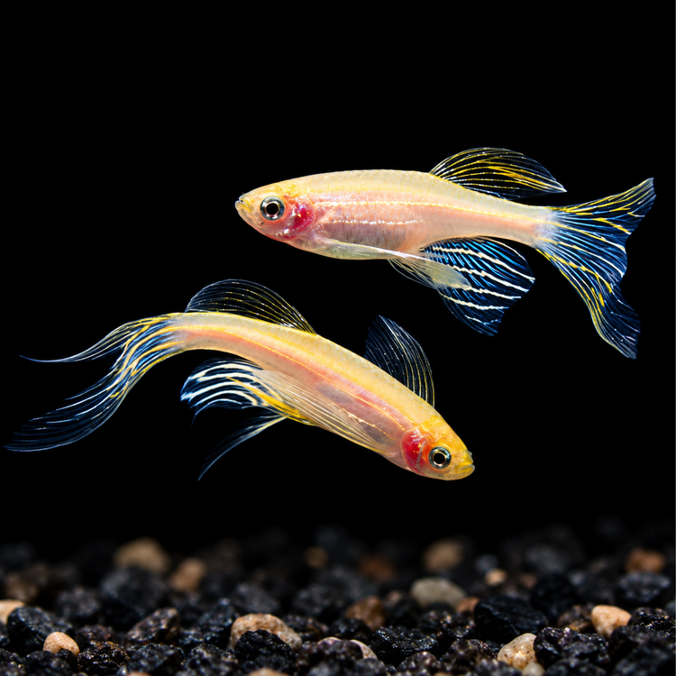 Danio - Gold Zebra Longfin 3cm
