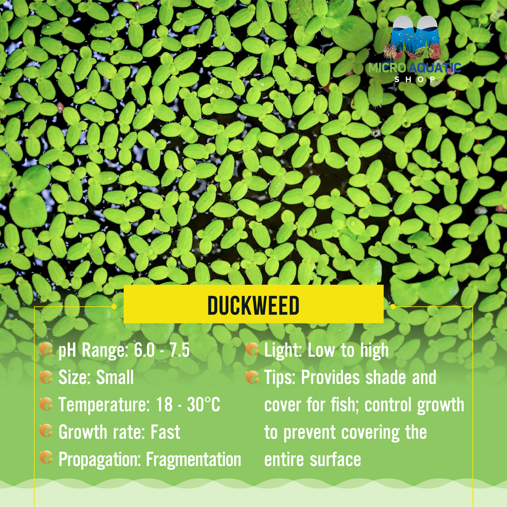 Duckweed - Floating Freshwater Plant for Aquariums – Micro Aquatic Shop