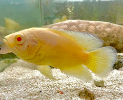 Albino Lemon Yellow Oscar Cute Size 5cm