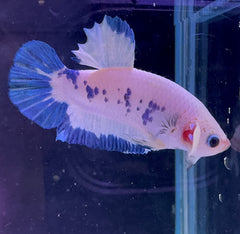 Marble Prince Male Beta 1