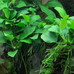 Assorted - Anubias