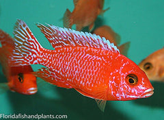 Dragon Blood Peacock Cichlid 5cm