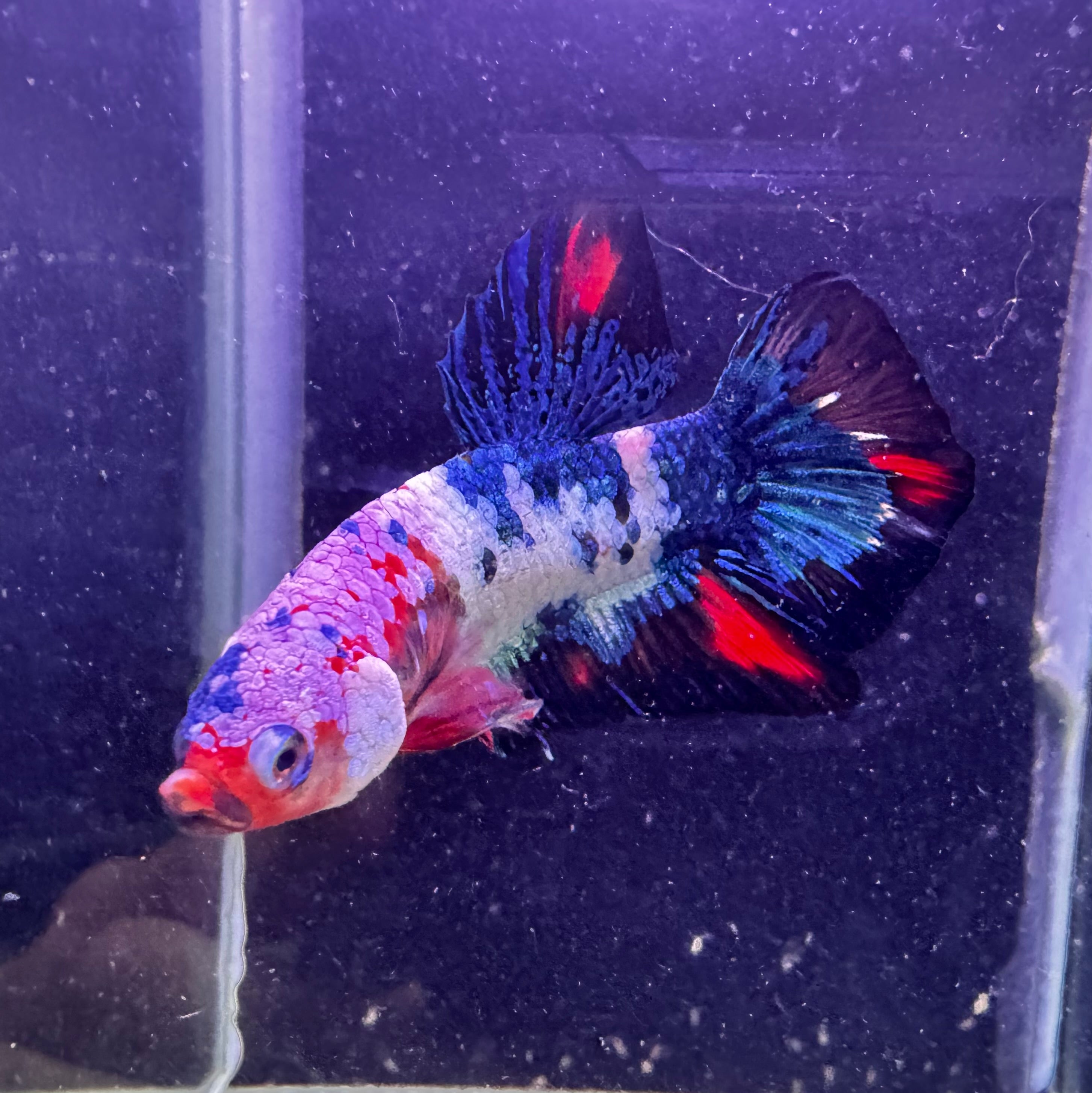 Male Beta - Painted Samurai