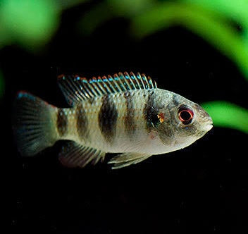 African Cichlid - Anomalochromis Thomasi ''Butterfly Cichlid" 3-4cm