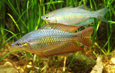 Mel. Splendida Rainbow (Eastern Rainbow fish) 8cm