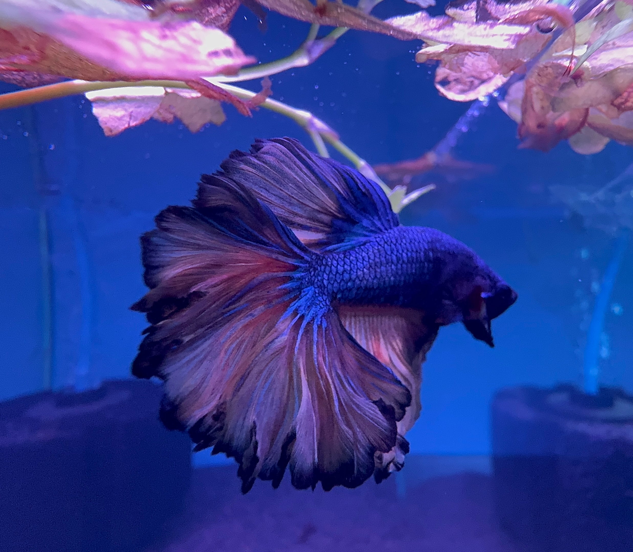 Betta Male - Dark Knight A2