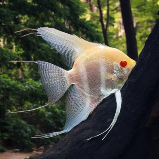 Angel Fish - Albino Stripe Red Eyes