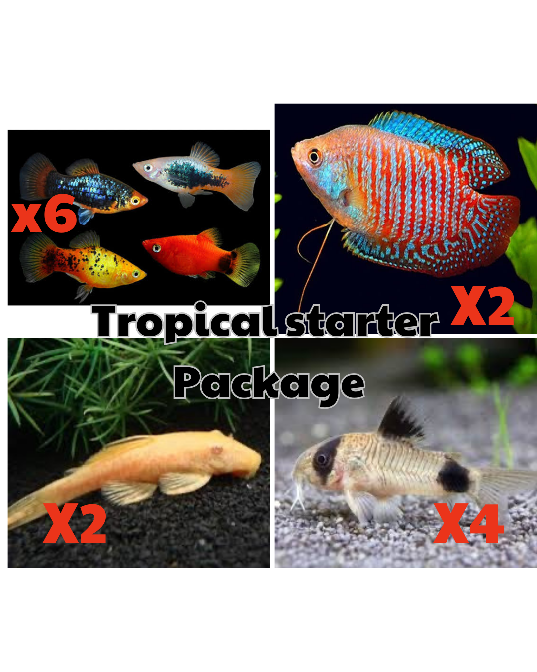 *New* 14 x Tropical Starter Package 2