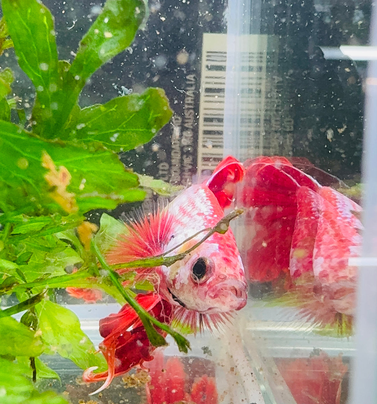 Betta Male - Red Dress Shy Boy