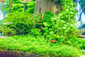 Micranthemum Umbrosum - Takashi Micro Aquatic Shop