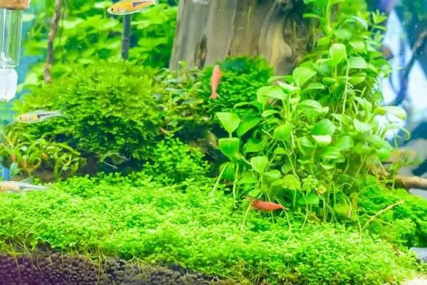 Micranthemum Umbrosum - Takashi Micro Aquatic Shop