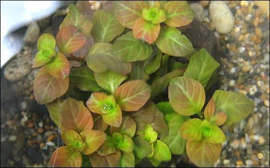 Ludwigia Ovalis - Oval Ludwigia