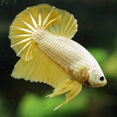 Betta - Gold Dragon Plakat