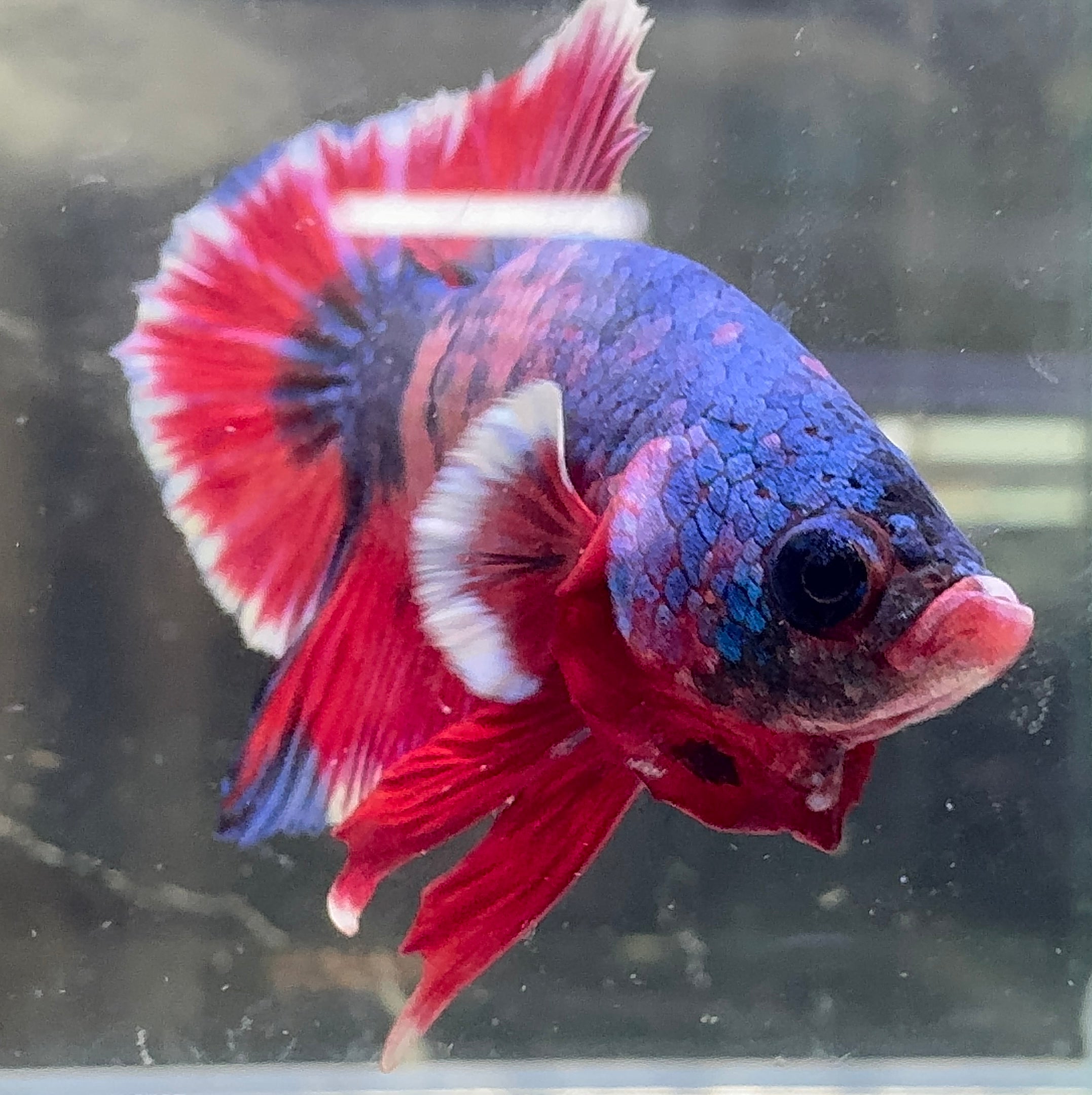 Betta Male - A Grade Plakat 4cm Show A1