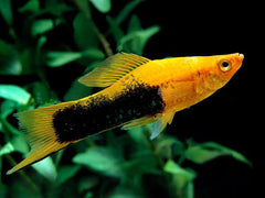 Swordtail - Gold Tuxedo (Xiphophorous hellerii)