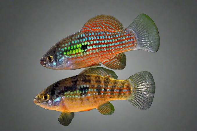 Exotic Killifish - American Flag Fish