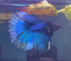 Betta Male - Half Moon Blue Show Grade