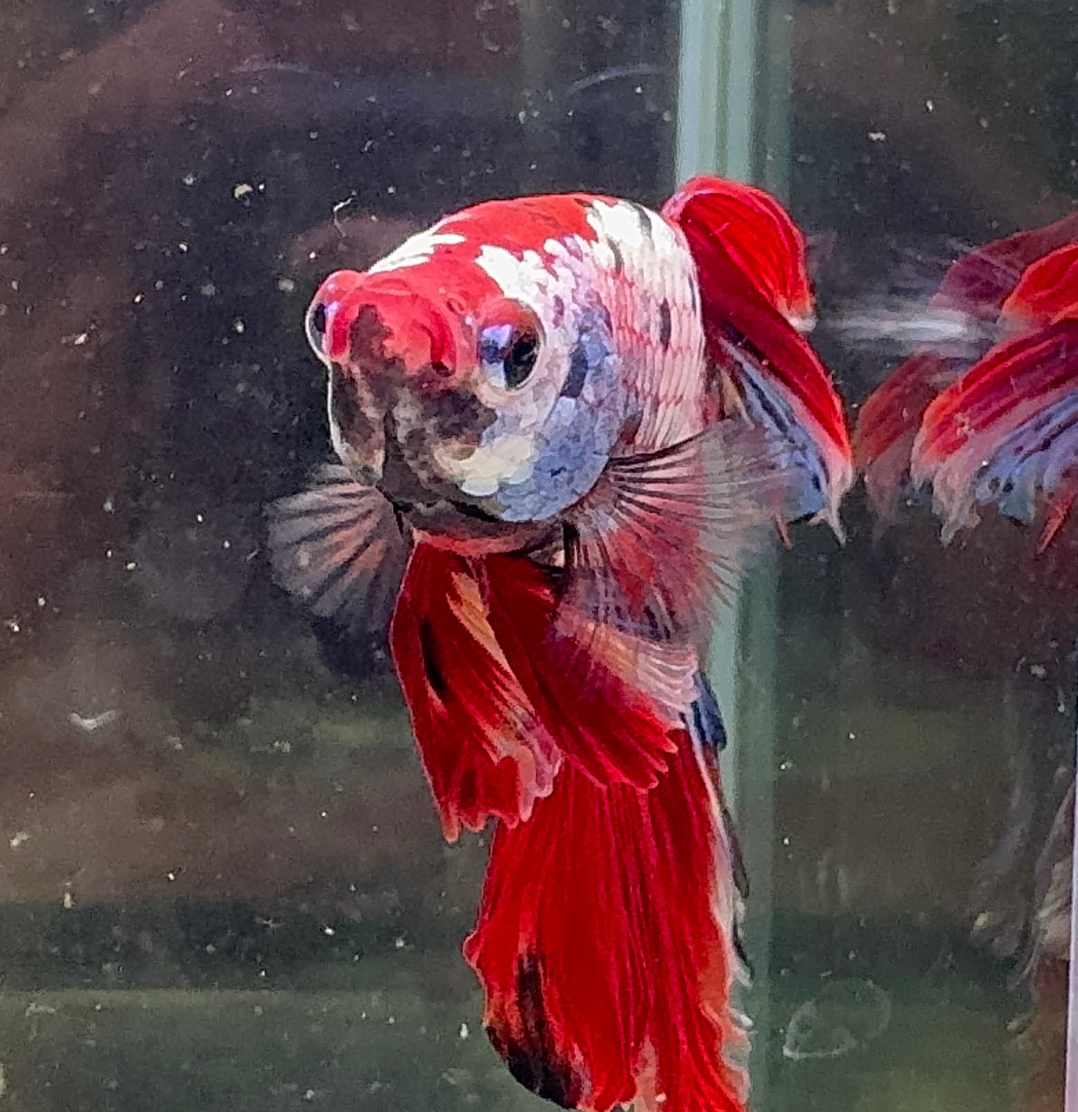 Betta Male - A Grade Giant Super Delta 6cm Show A2