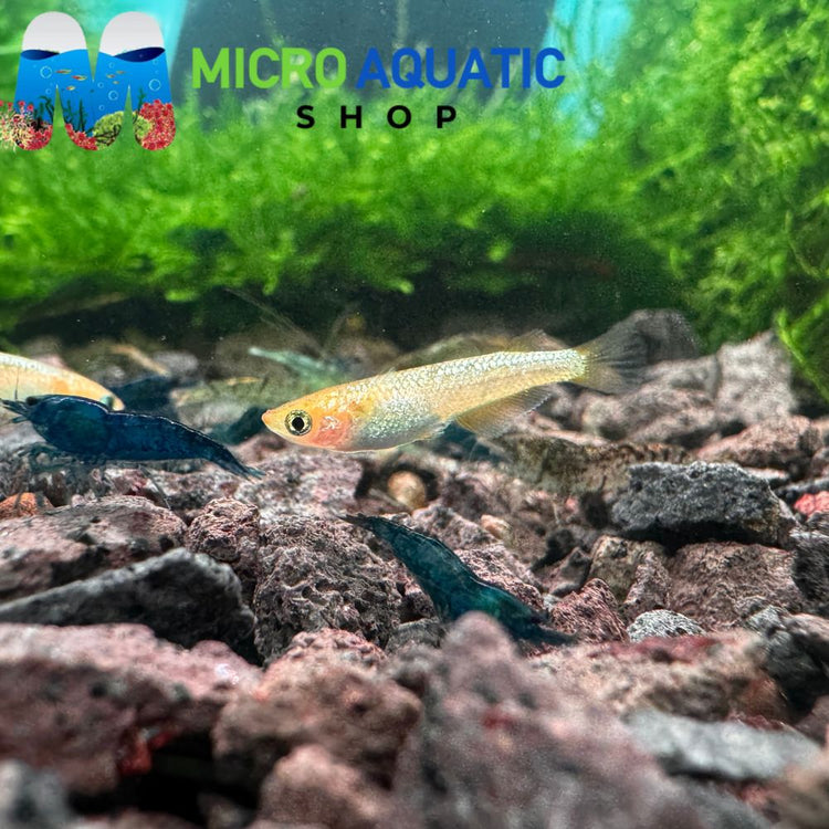 Japanese rice fish -Metalic Gold Medaka (Sunshine)