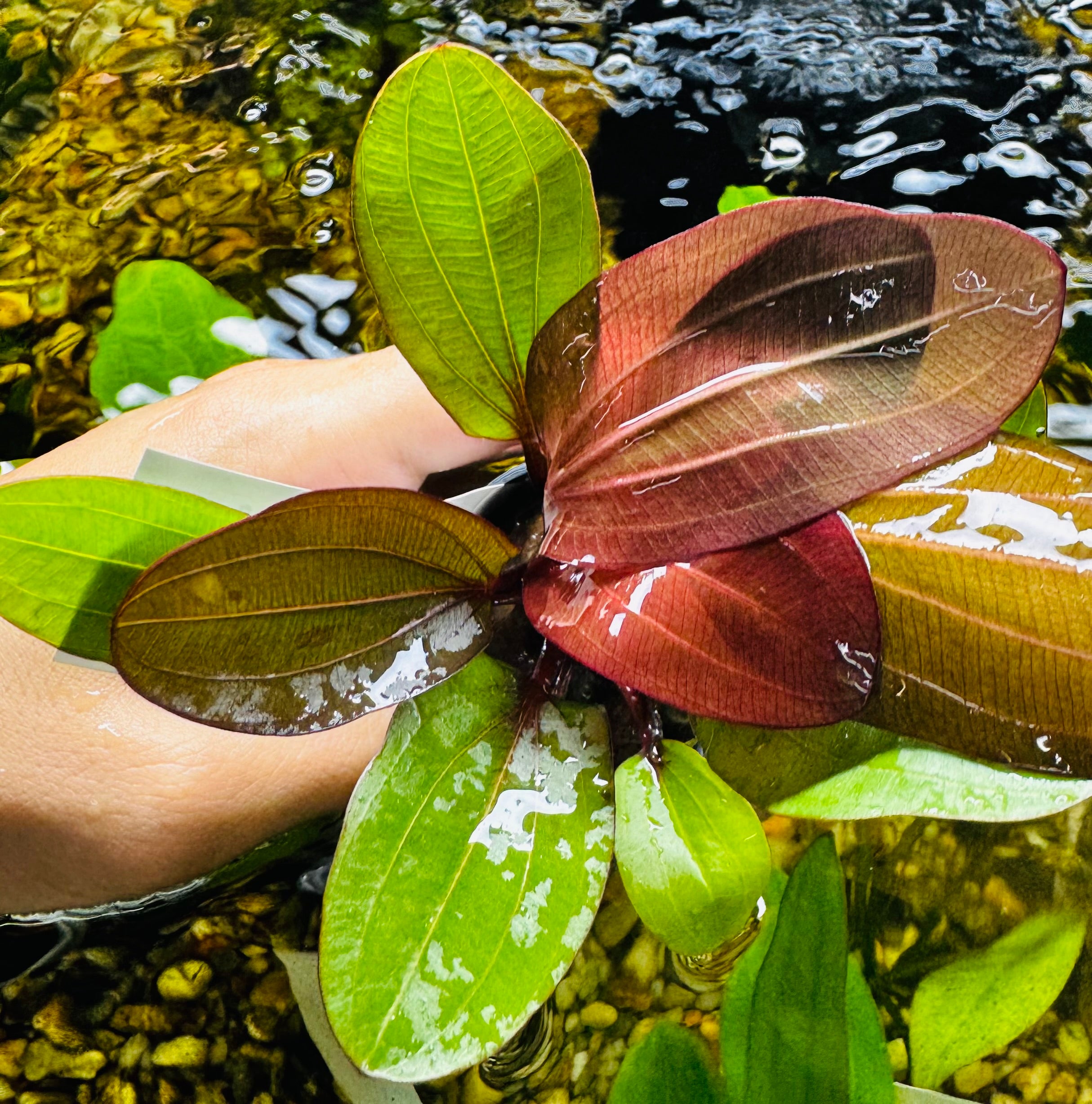 Echinodorus amazon 'Red Bear”