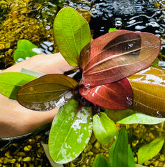 Echinodorus amazon 'Red Bear”