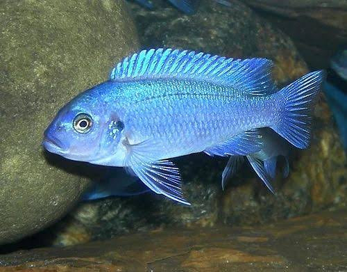 Ps. zebra Cichlid - Cobalt Blue 5cm