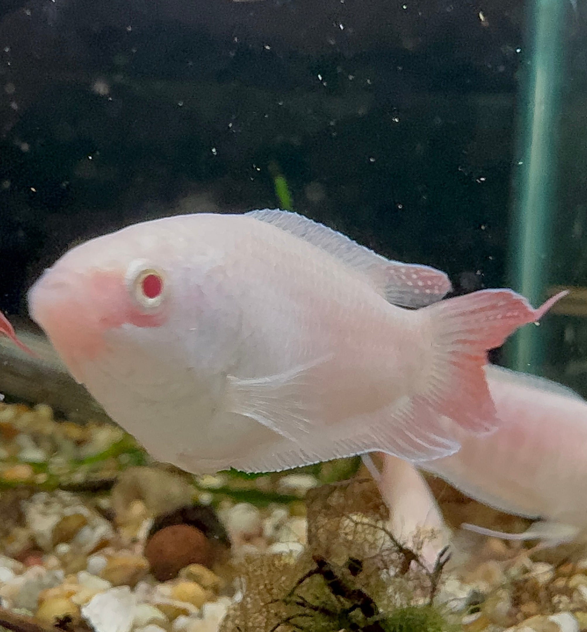 Albino Paradise Fish 5cm