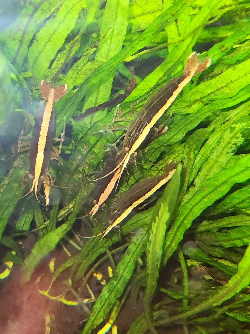 Australian Riffle Shrimp - Filter Shrimp (ULTRA RARE) Micro Aquatic Shop