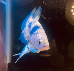 Marble Prince Male Beta 2