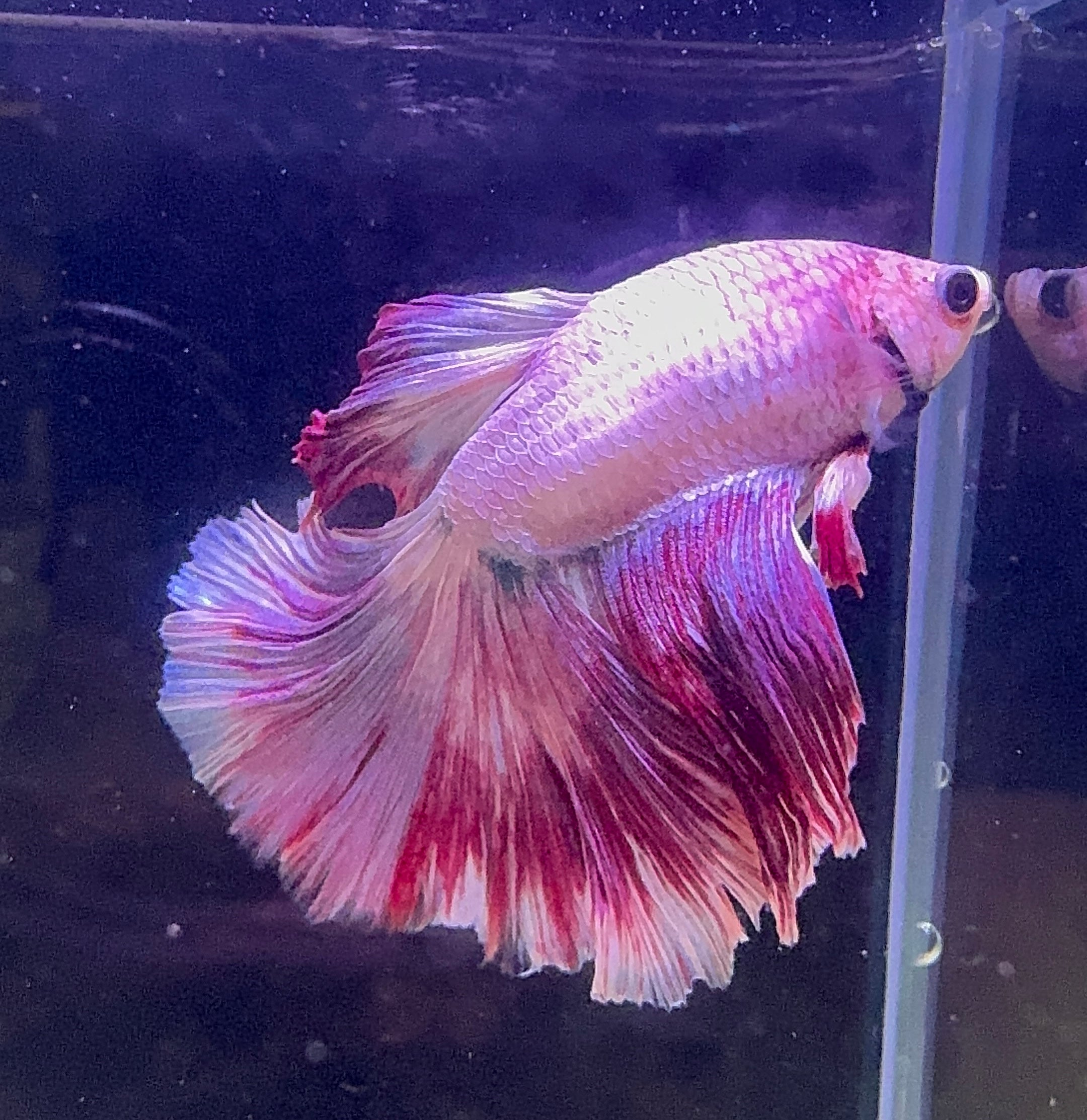 Betta Male - A Grade Purple Dress 6cm Show