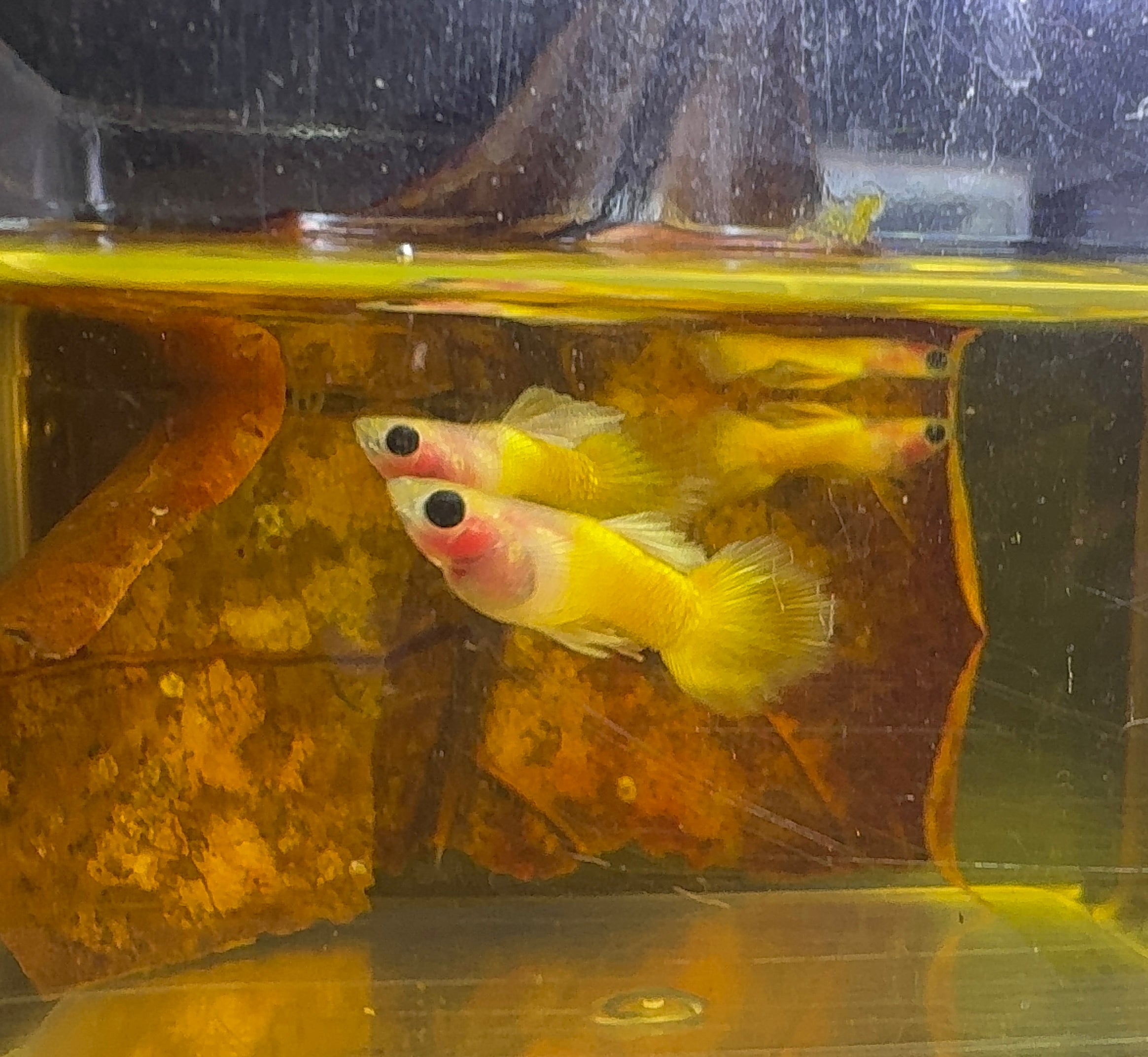 Rare - Glass Belly Mini Guppy 1.5cm