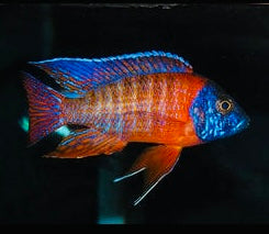 Red Rubin Peacock Cichlid 5cm